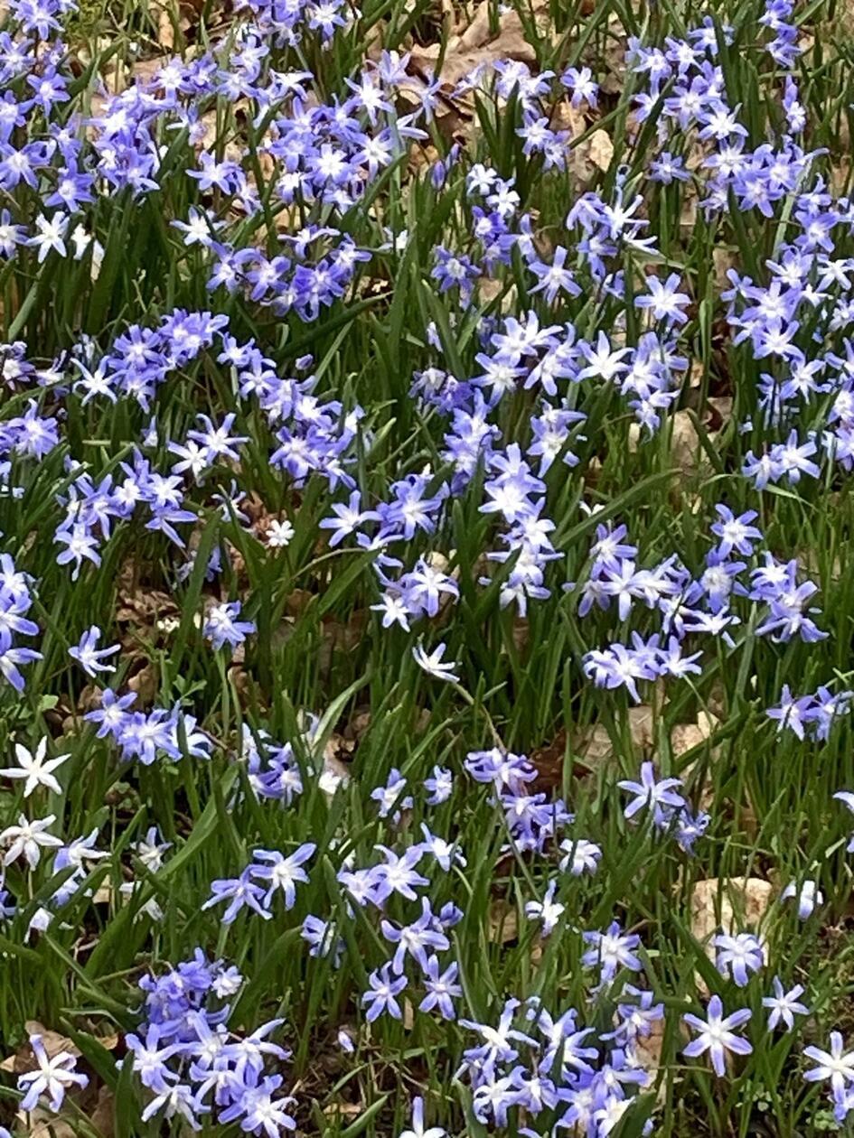 Der Blütenteppich im Bild festegehalten von unserer Leserin.