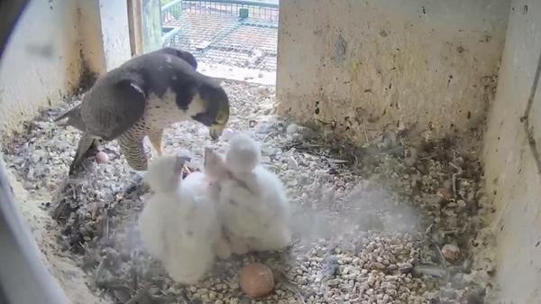 kueken69df348e0fad3.3a5d033a