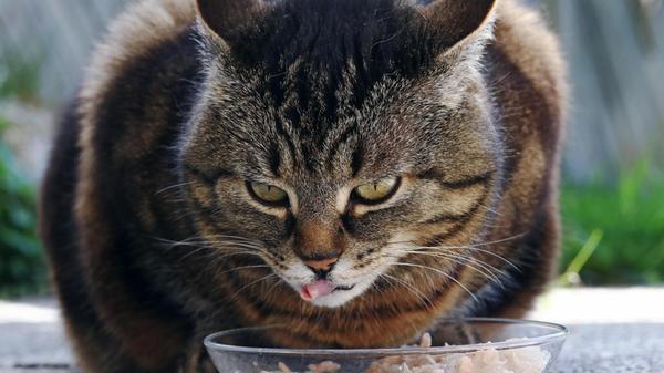 Katze frisst Katzenfutter