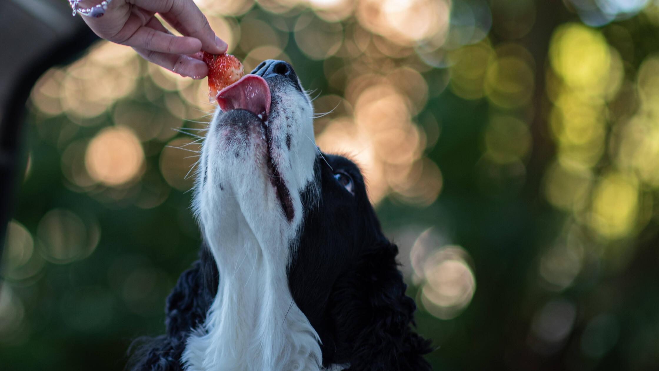 Spring Spaniel dog enjoying a strawberry Kingston,