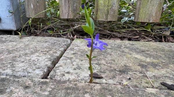 Einzelkämpfer - die Natur lässt sich nicht einengen.