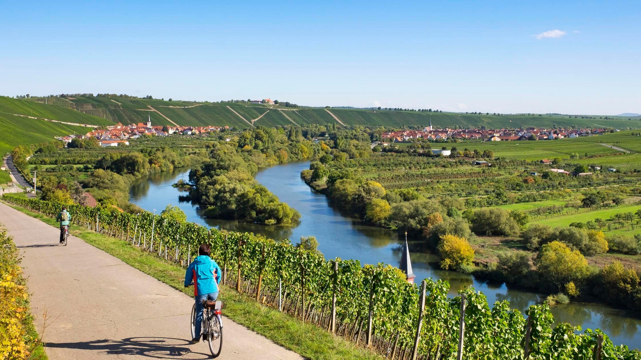 Cycle path through vineyards on the Main near Köhl