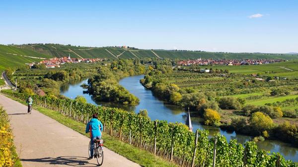 Cycle path through vineyards on the Main near Köhl