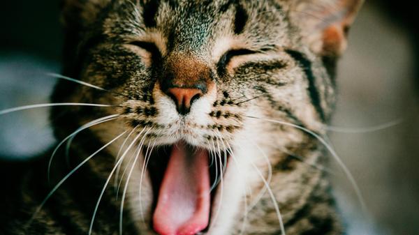 Sleepy Tabby Caught Mid Yawn Hillsdale, Michigan,