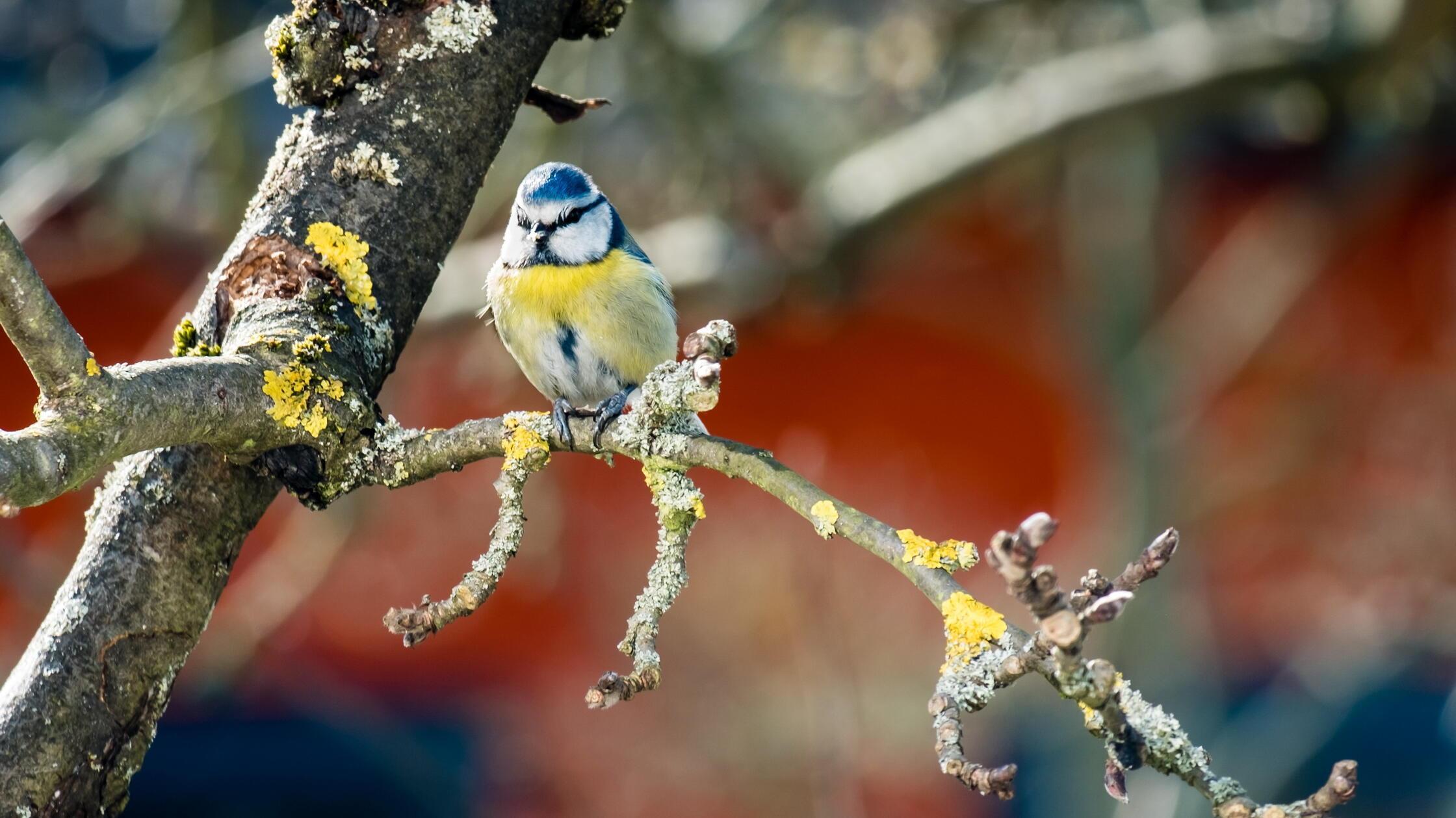 Diese Blaumeise aus Marloffstein ist bereit für den Frühling.