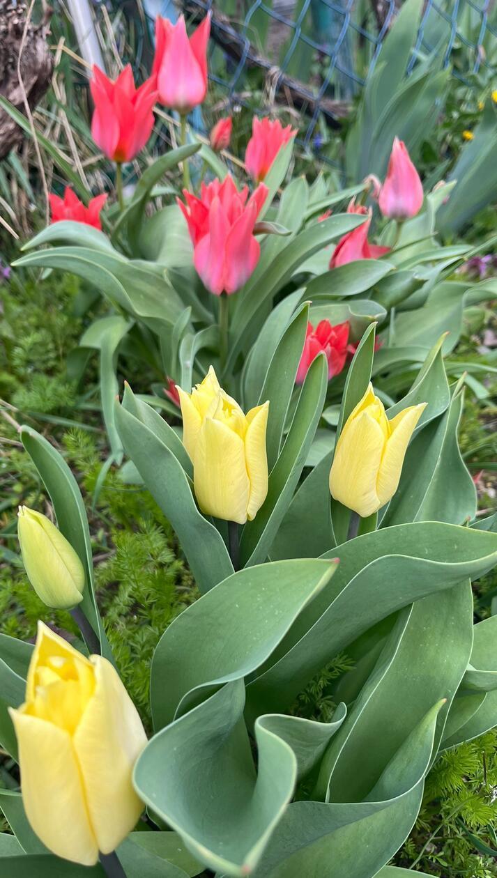 Es blüht im Wiesengrund.