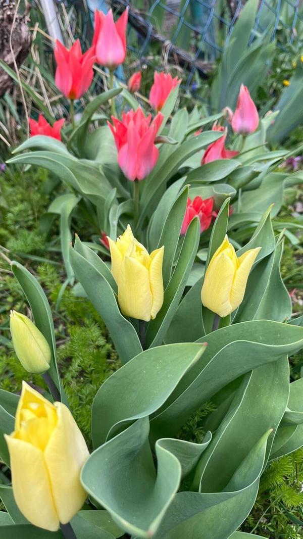 Es blüht im Wiesengrund.