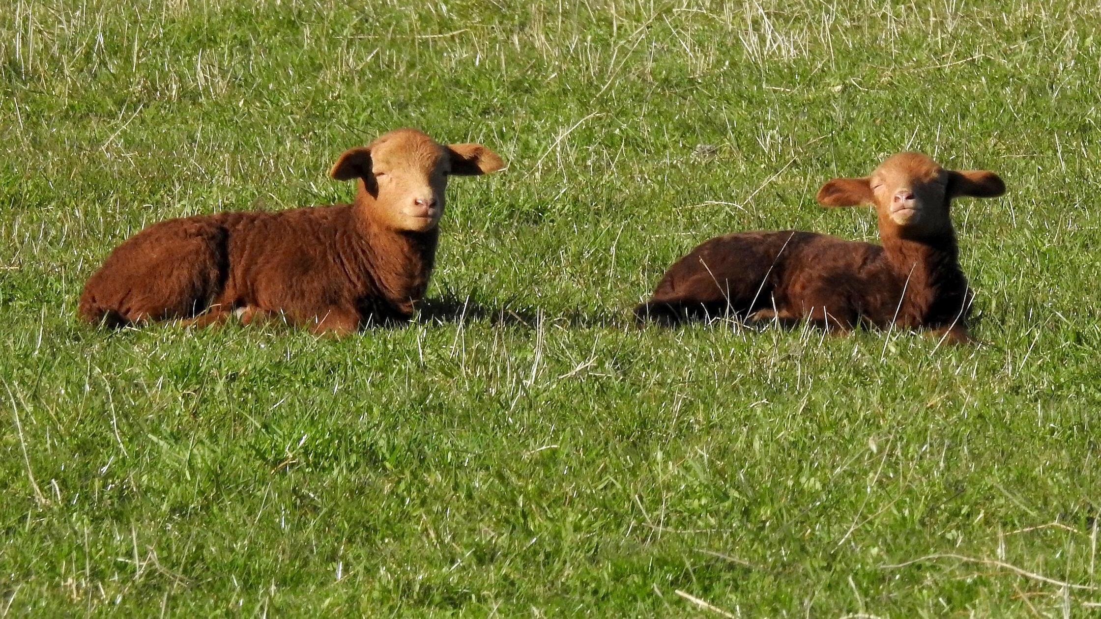 Zwei Osterlämmchen halten ihre Gesichter genießerisch in die Sonne. Gesehen auf einer Wiese in Biengarten.