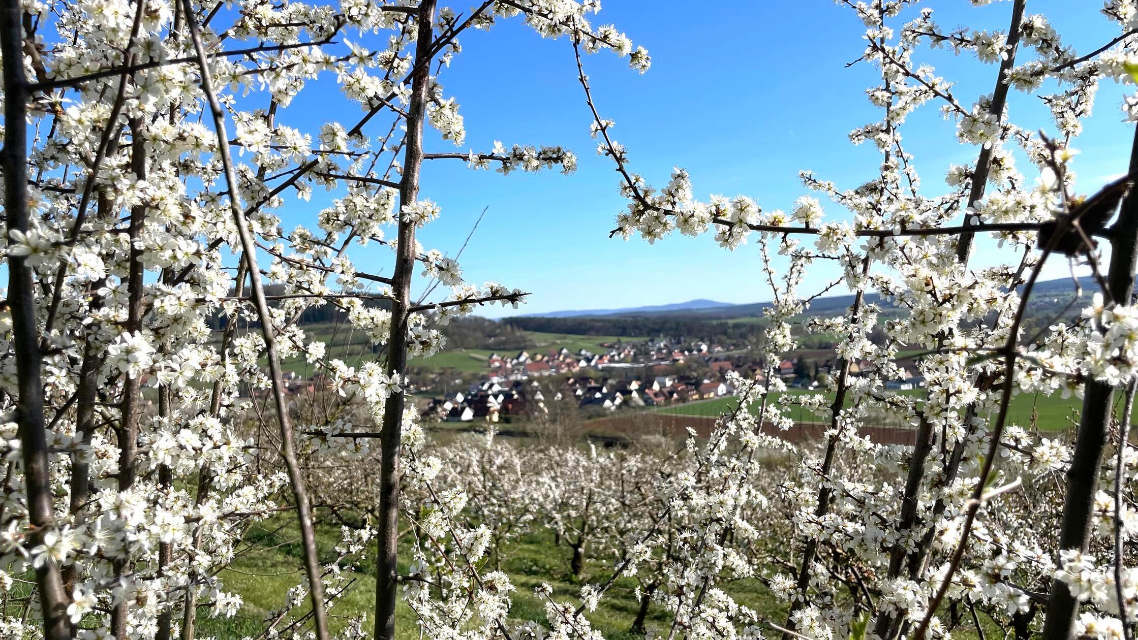 "Die schöne Kirschblüte in der Fränkischen Schweiz berührt unsere Seele immer wieder, schreibt Leserin Irene Renner zu ihrem Foto.
