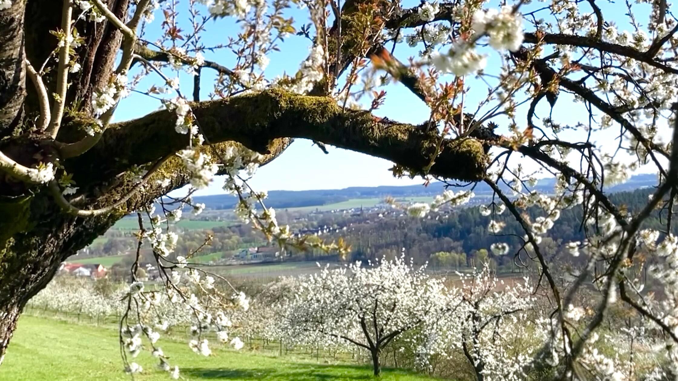 "Die schöne Kirschblüte in der Fränkischen Schweiz berührt unsere Seele immer wieder, schreibt Leserin Irene Renner zu ihrem Foto.