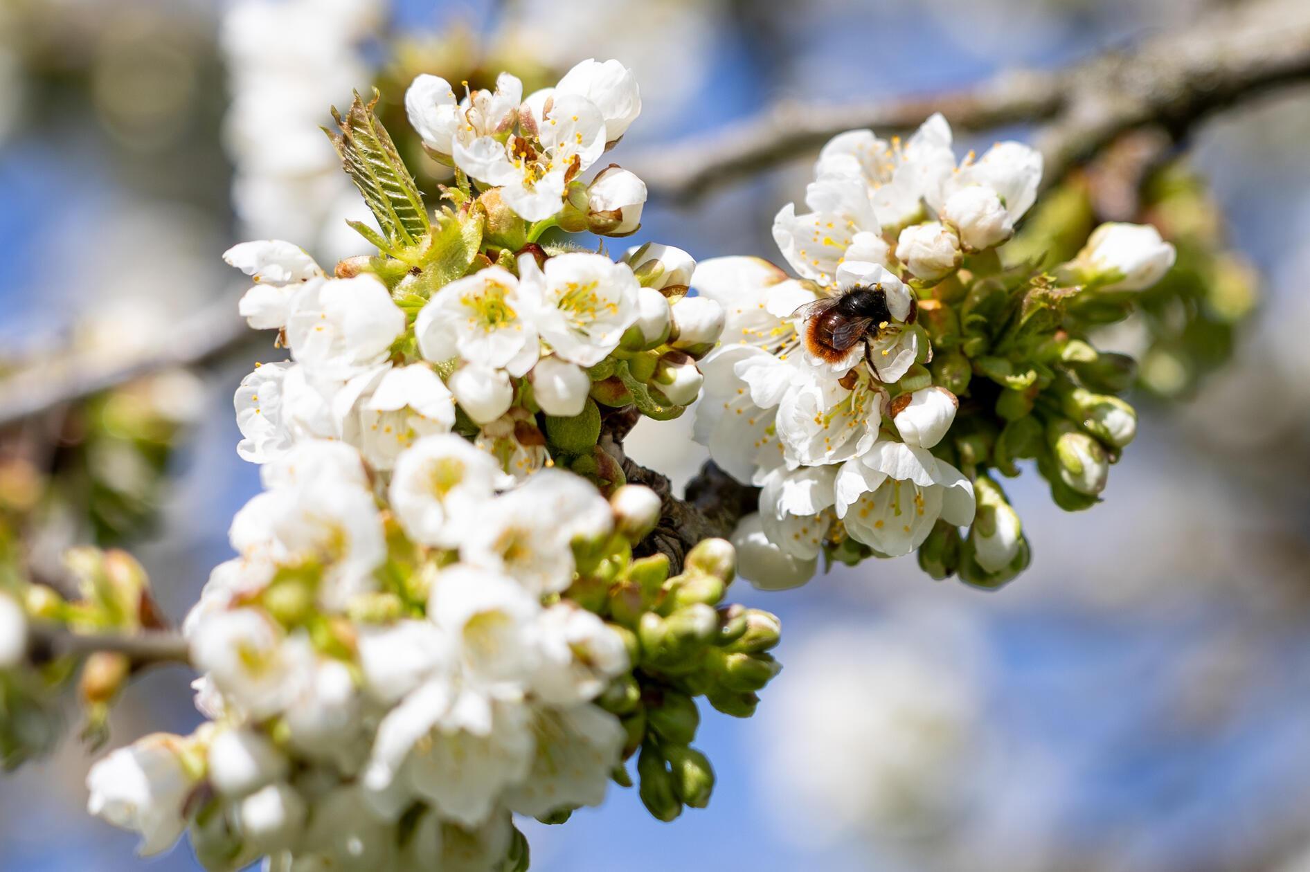 Tanya Lasrado-Muehlhaeusser hat die Kirschblüte auf ihrem Höhepunkt fotografiert.