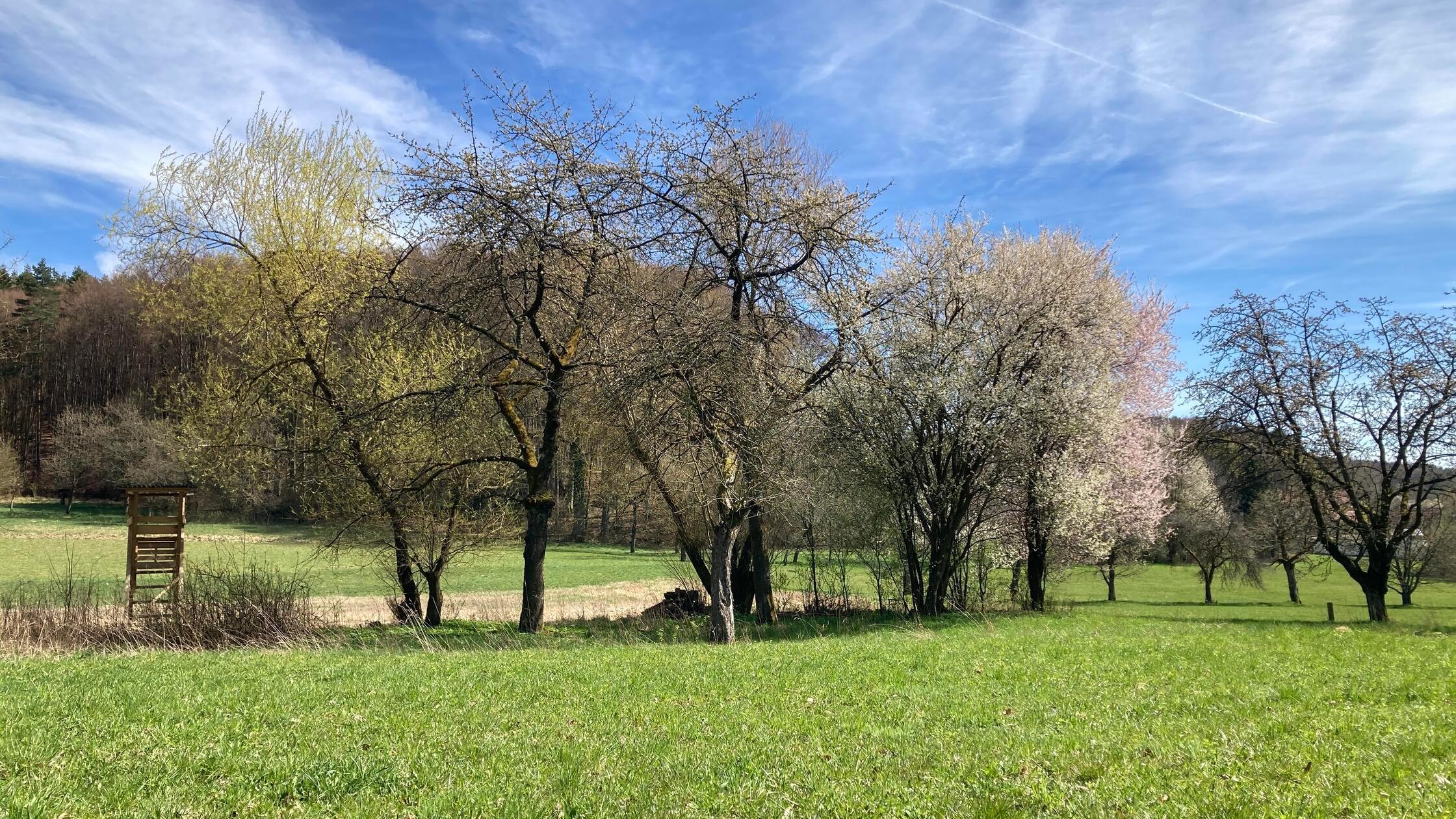 „Bunter Blütenzauber an den Bäumen in Birkenreuth“, beschreibt Bernhard Gräßer sein Leserfoto.
