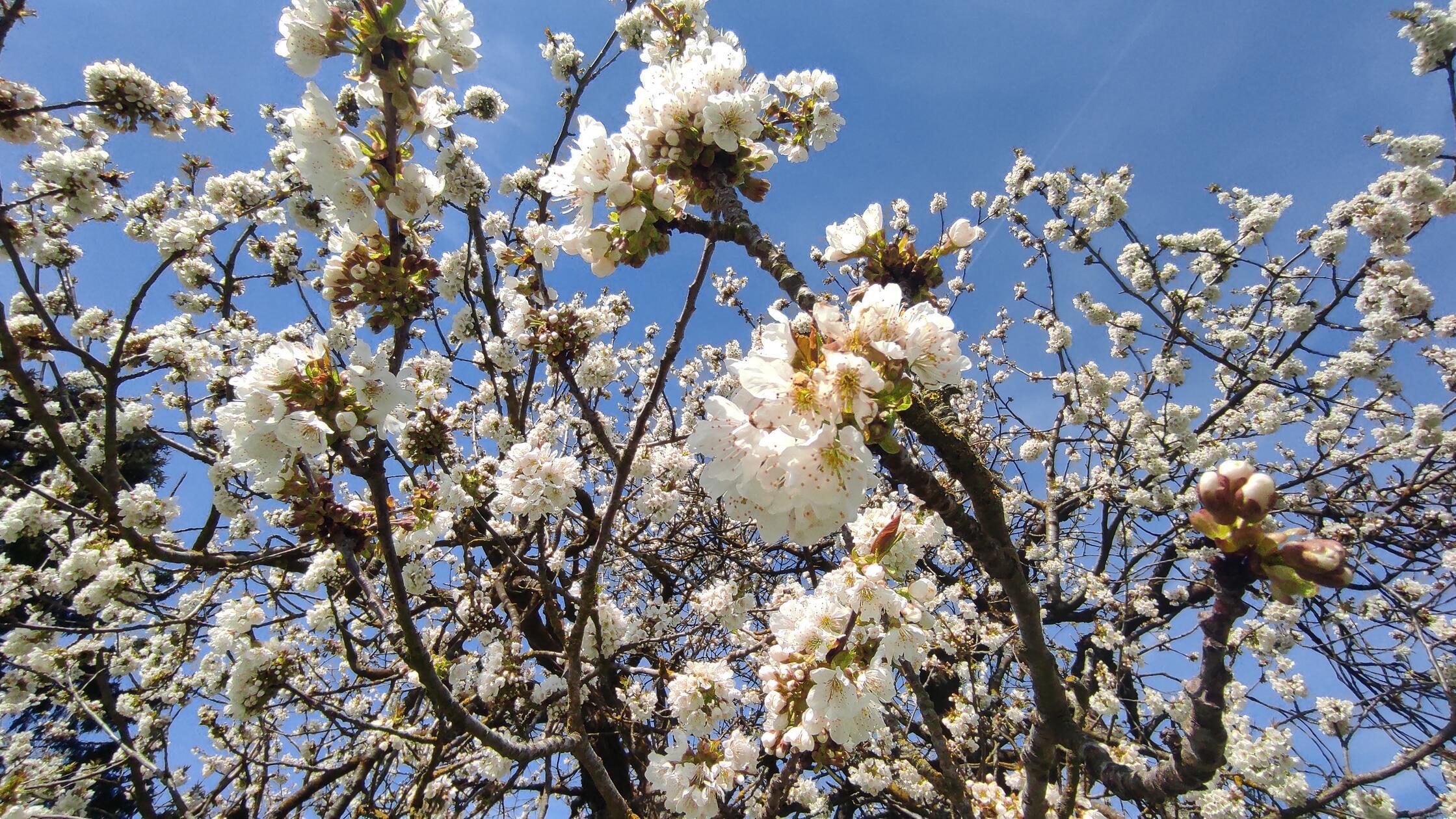 "Einfach himmlisch" sei die Kirschbaumblüte rund um Pretzfeld, schreibt Leser Jürgen Pöhlmann.