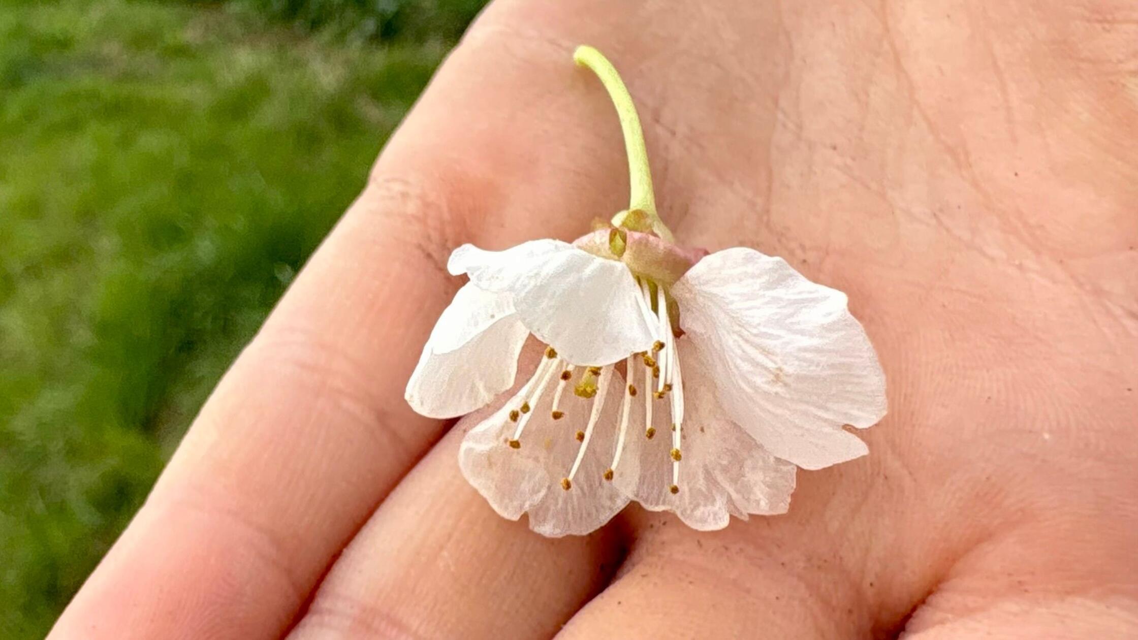Kirschblüte in der Fränkischen Schweiz