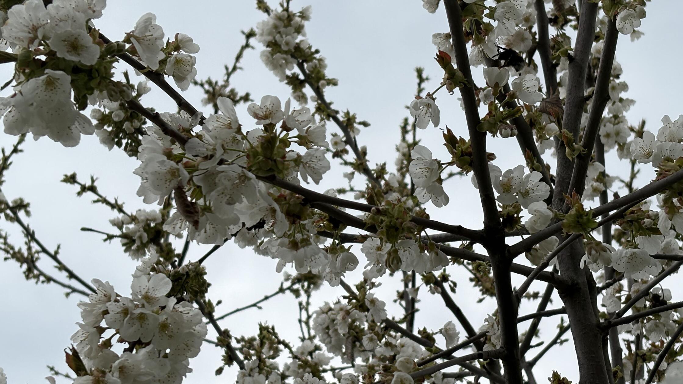 Kirschblüte in der Fränkischen Schweiz