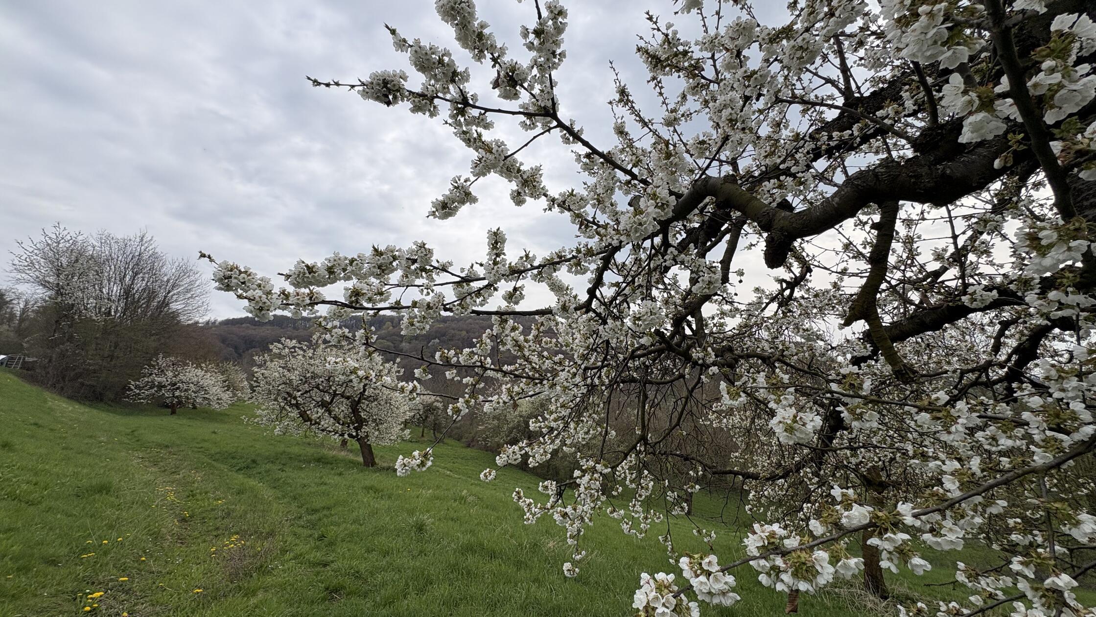 Kirschblüte in der Fränkischen Schweiz