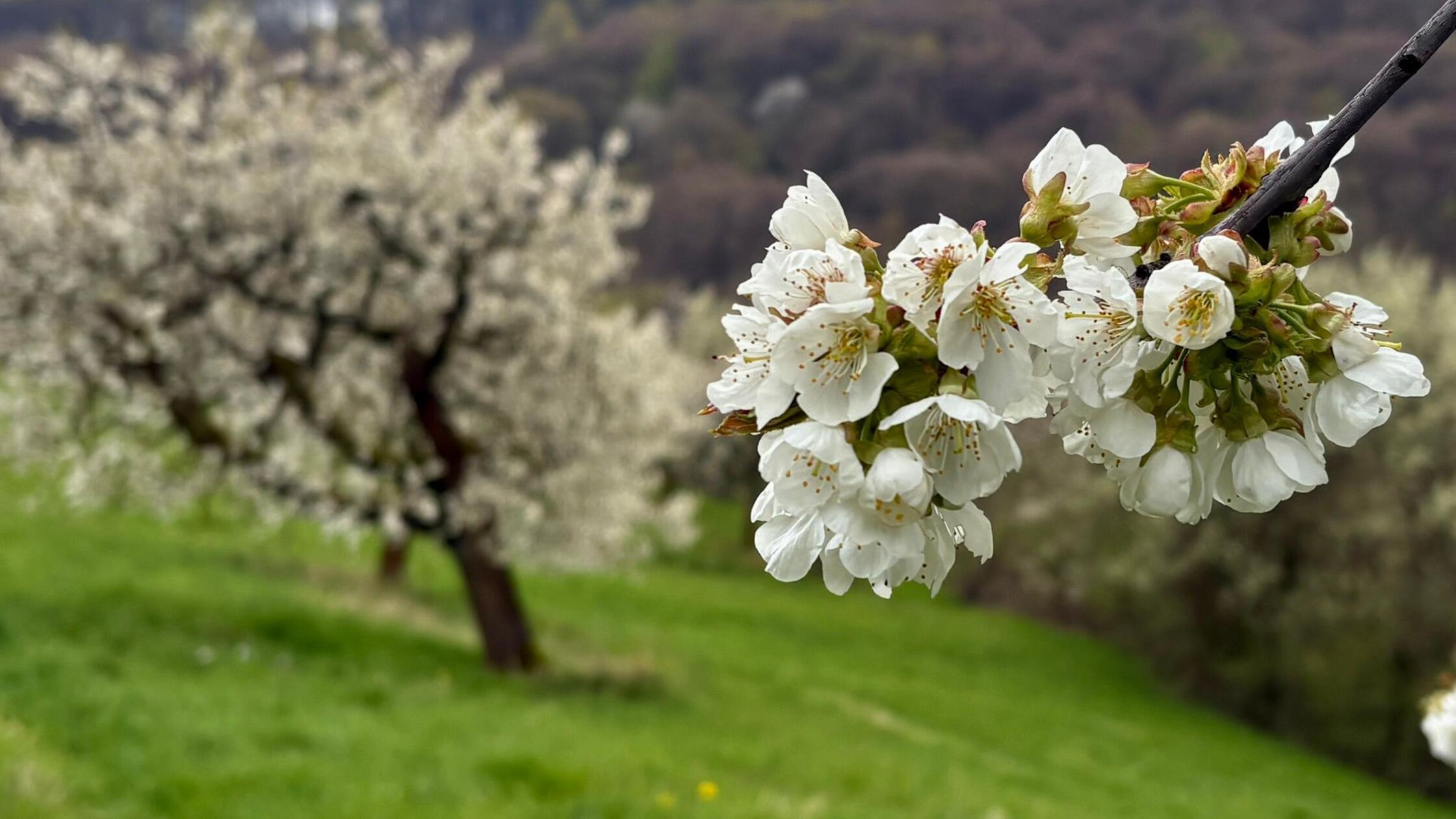 Kirschblüte in der Fränkischen Schweiz