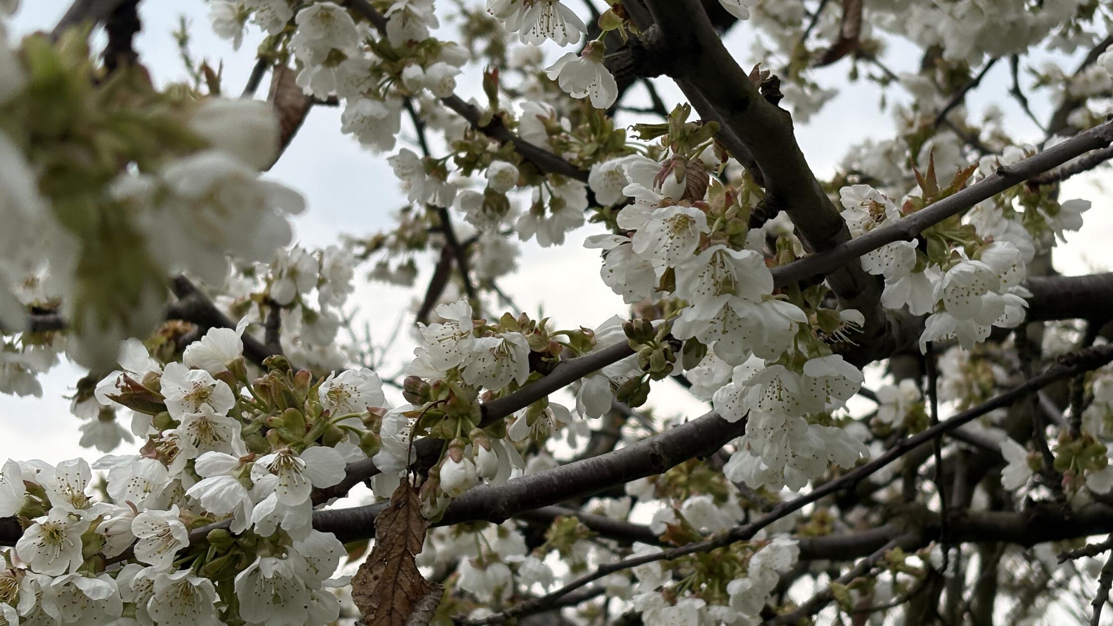 Kirschblüte in der Fränkischen Schweiz