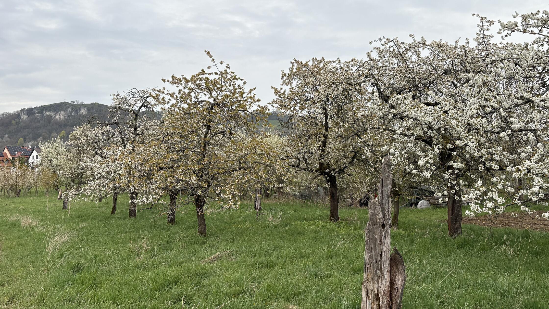 Kirschblüte in der Fränkischen Schweiz