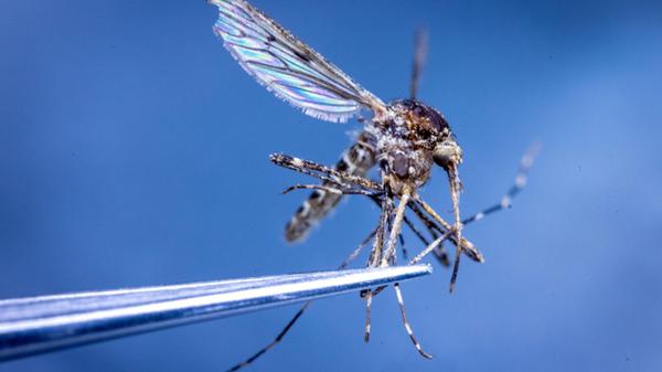 Mit einer Pinzette wird eine Ringelmücke für eine