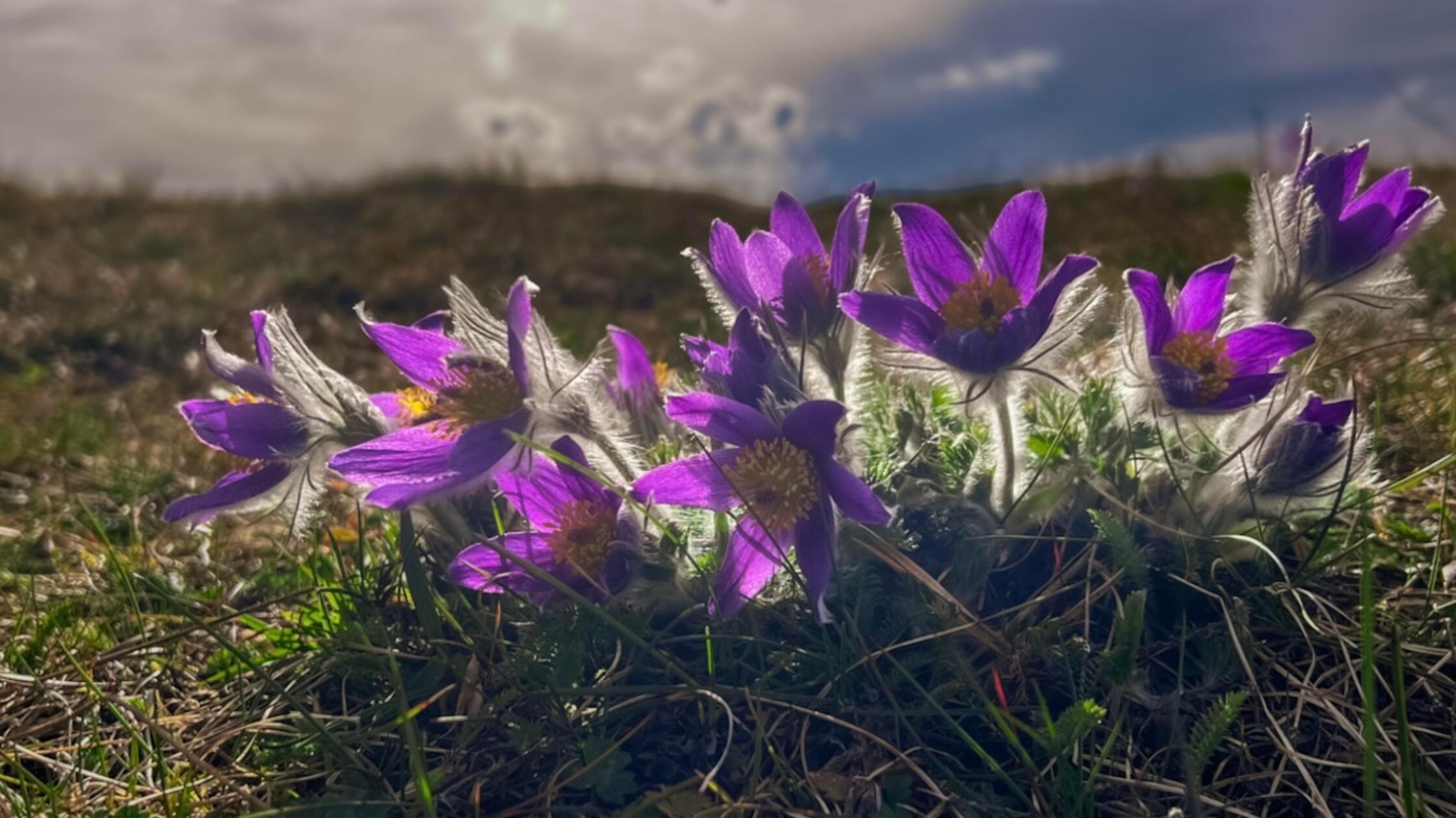 Unsere Leserin hat eine hübsche Aufnahme der gewöhnlichen Kuhschelle gemacht. Hübsche Frühblüher.