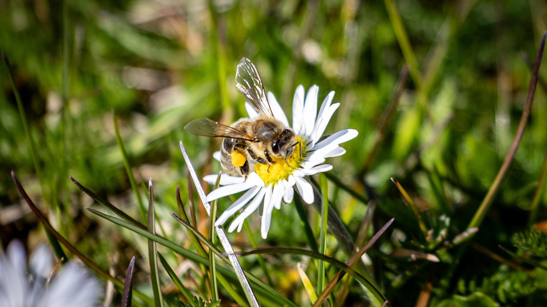 Die Bienen sind schon wieder sehr fleißig. In der Wärme der Sonne sammeln sie Nektar an allem was bereits blüht.