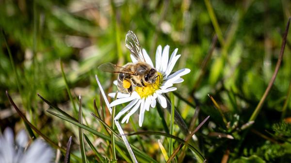Die Bienen sind schon wieder sehr fleißig. In der Wärme der Sonne sammeln sie Nektar an allem was bereits blüht.