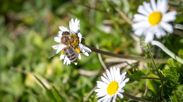 Die Bienen sind schon wieder sehr fleißig. In der Wärme der Sonne sammeln sie Nektar an allem was bereits blüht.