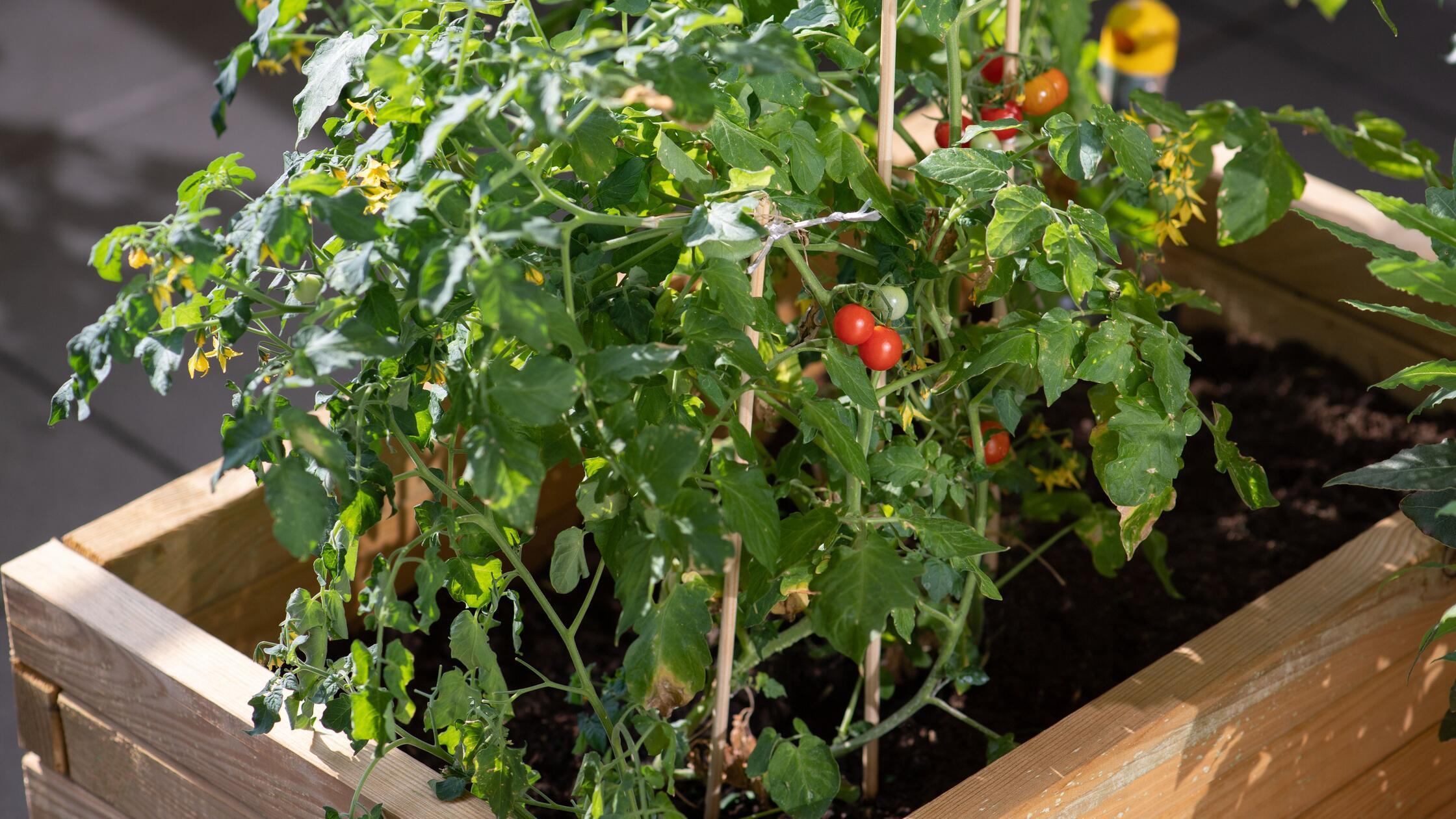 ILLUSTRATION - Tomaten kommen erst nach draußen, w