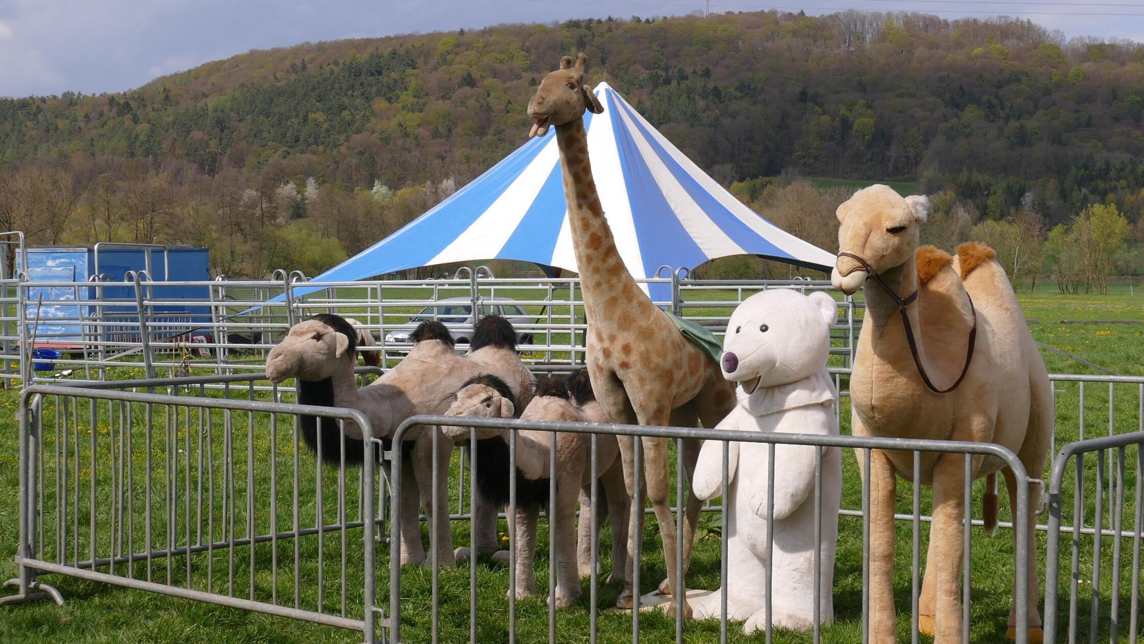 With acrobatics and stuffed animals: Circus in Happurg goes with an ...