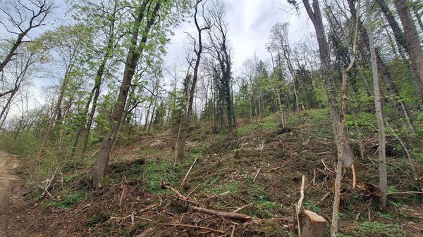 Oberhang nach Nutzung von Fichten