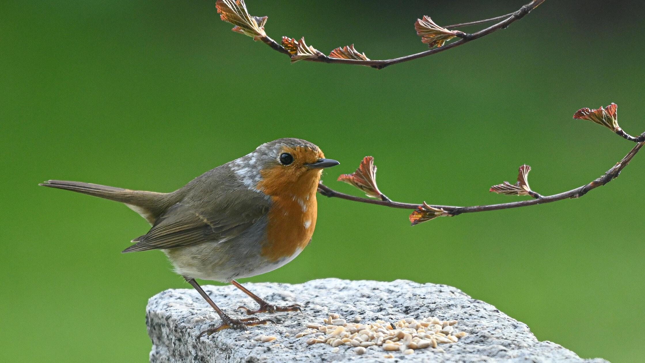Rotkehlchen im Garten – immer wieder eine Freude!