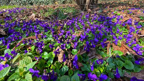 Ein zarter Teppich aus lila Veilchen schmückt den Waldboden.