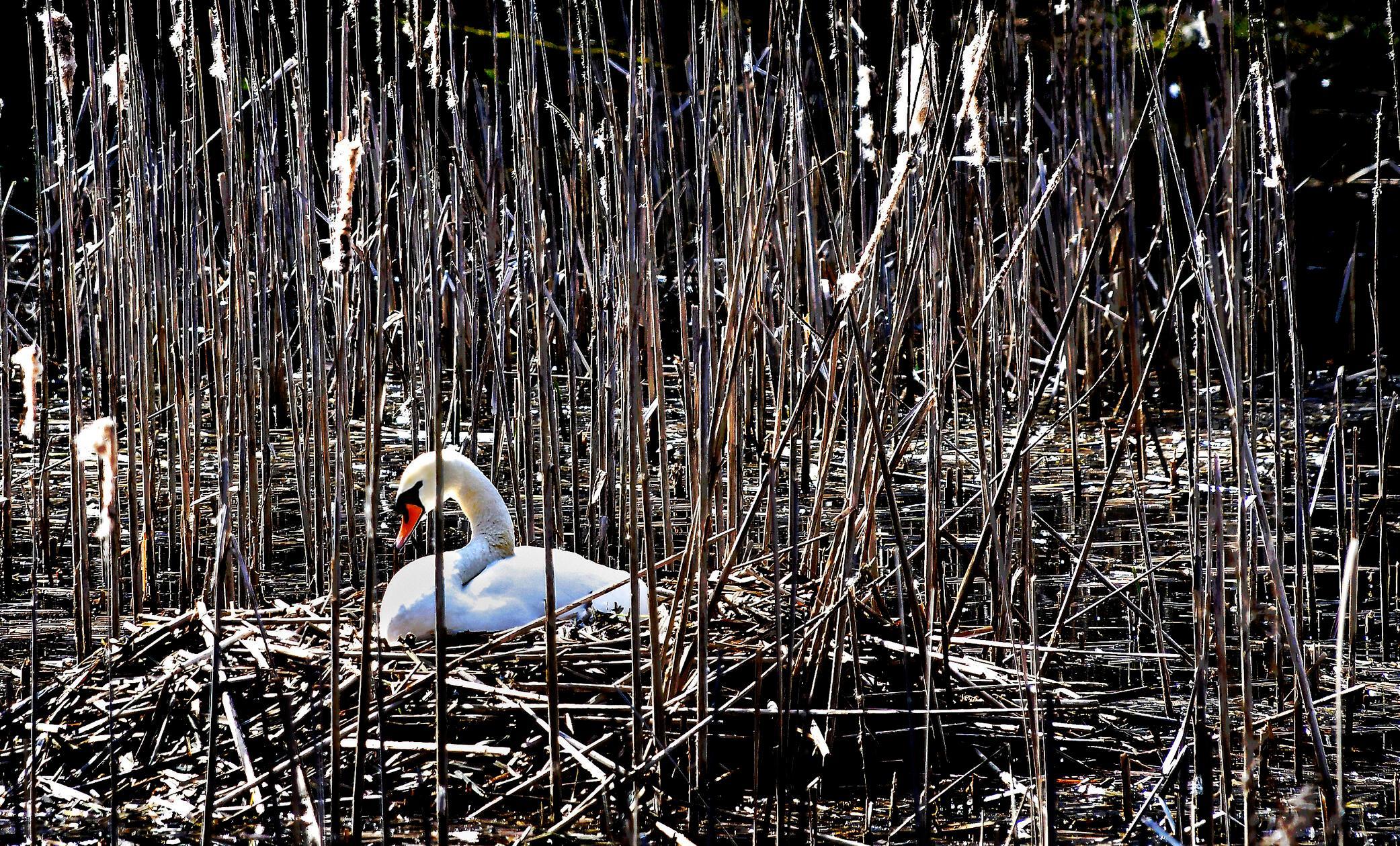 Zu Beginn der Brutzeit errichtet das Schwanenpaar ein großes Nest aus Schilf, Gras und Zweigen am Uferrand – hier beobachtet an den Stockweihern in Weiherhaus bei Herpersdorf.