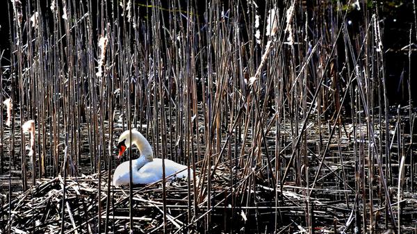 Zu Beginn der Brutzeit errichtet das Schwanenpaar ein großes Nest aus Schilf, Gras und Zweigen am Uferrand – hier beobachtet an den Stockweihern in Weiherhaus bei Herpersdorf.