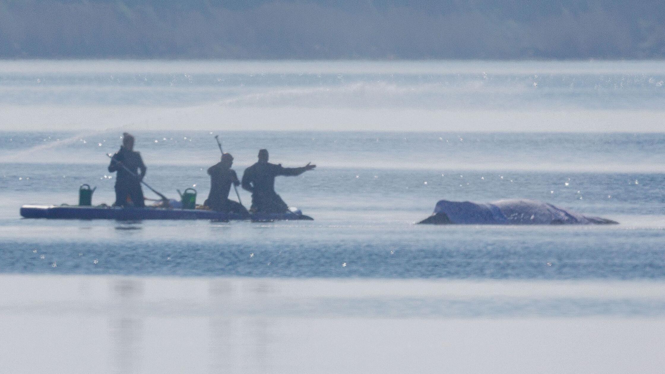 Retter bespritzen den Buckelwal vor der Insel Poel