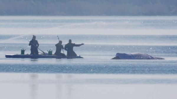 Retter bespritzen den Buckelwal vor der Insel Poel