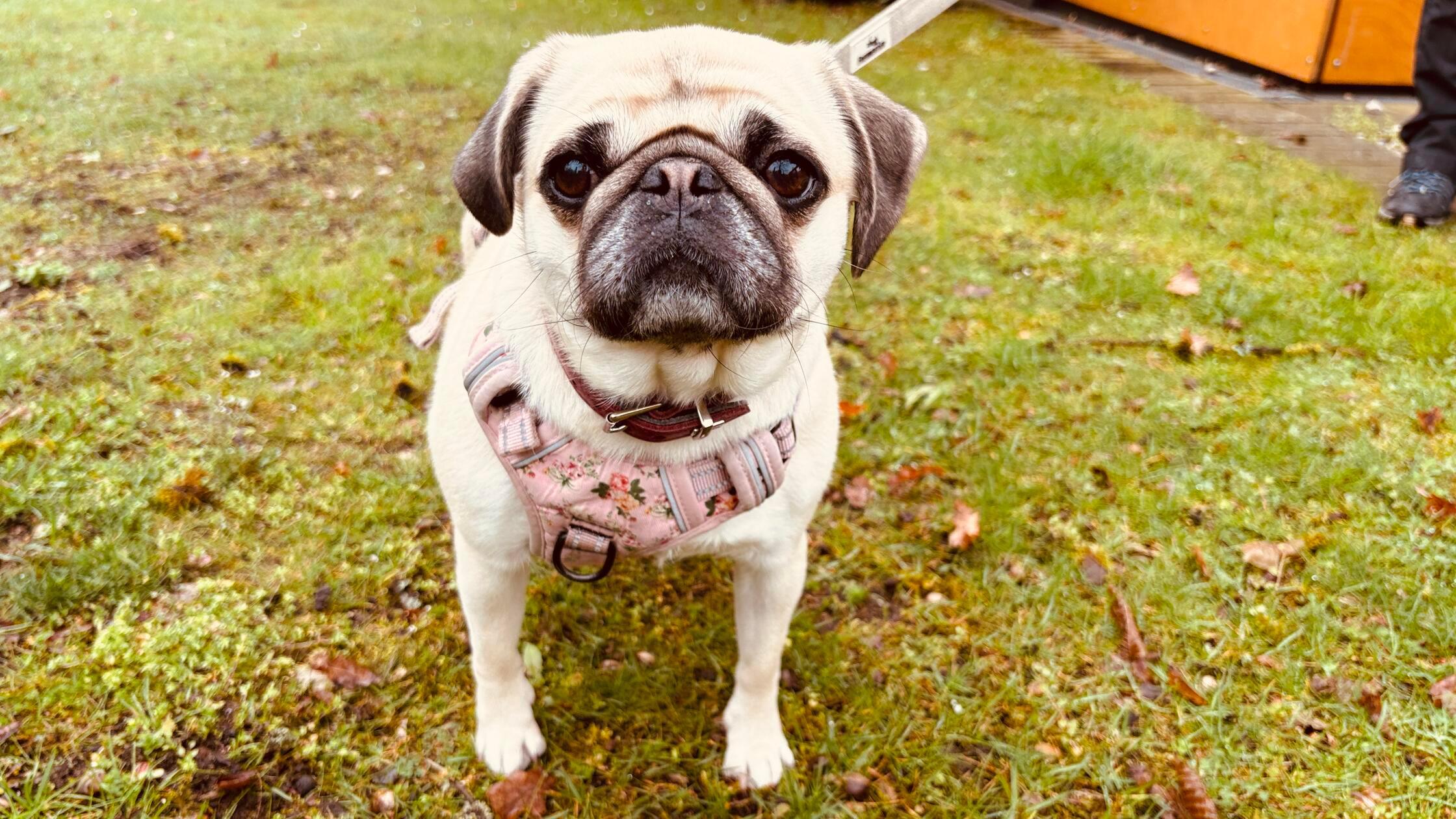 Foto: Tierheim Nürnberg, gesp.4/2026Motiv: Tiere