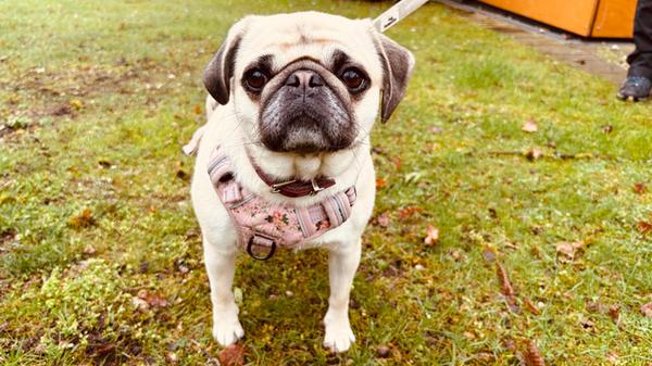 Foto: Tierheim Nürnberg, gesp.4/2026Motiv: Tiere