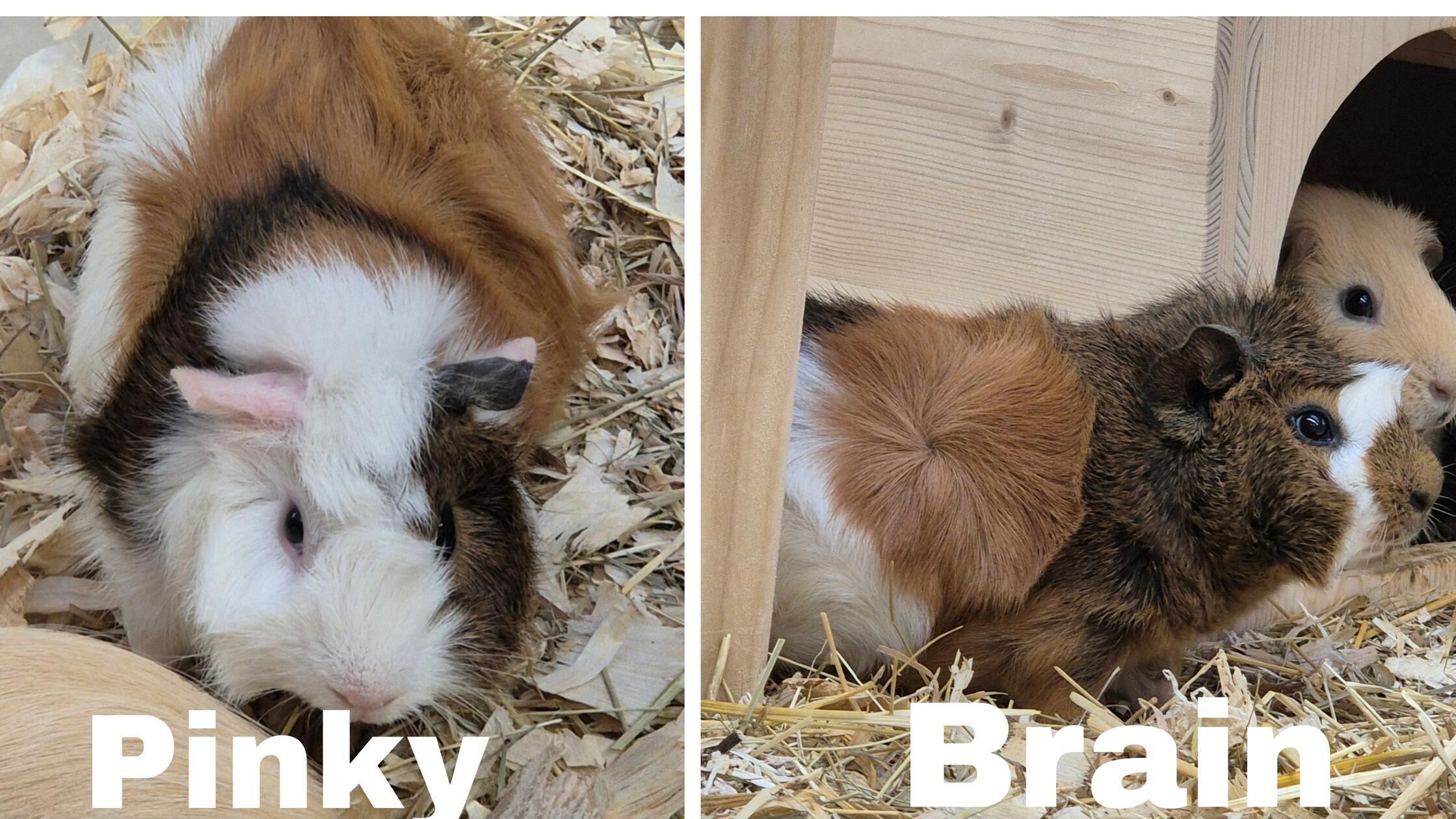 Foto: Tierheim Nürnberg, gesp.4/2026Motiv: Tiere