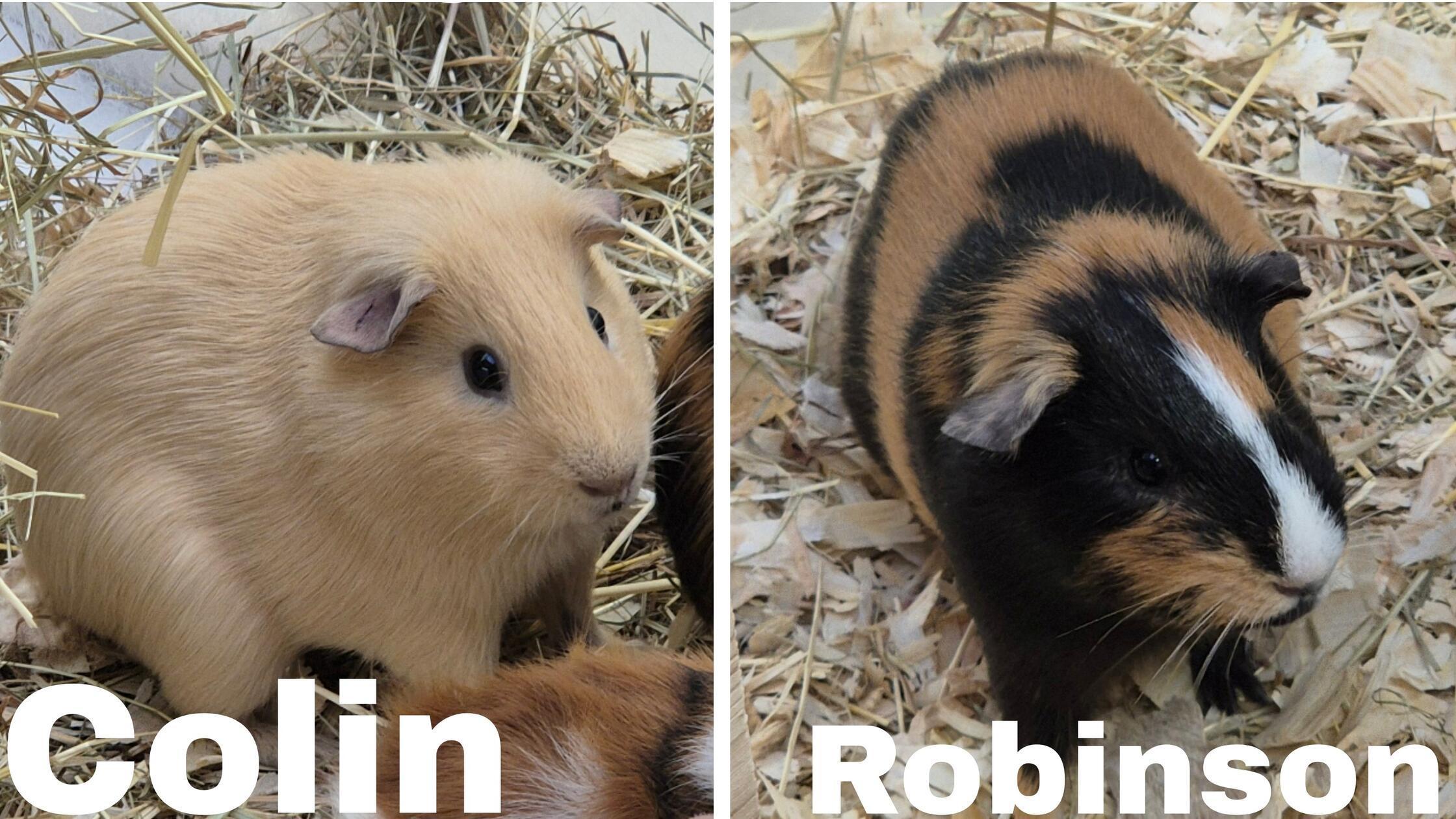 Foto: Tierheim Nürnberg, gesp.4/2026Motiv: Tiere