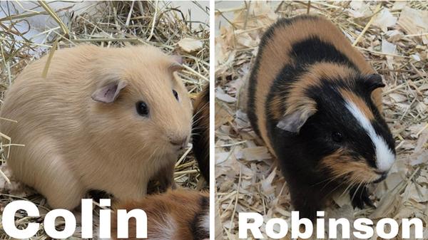 Foto: Tierheim Nürnberg, gesp.4/2026Motiv: Tiere