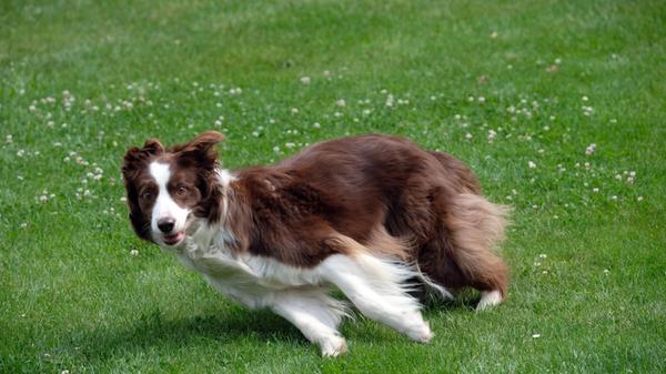 CACIB 2019 Mess Mitte PG und Fototermin