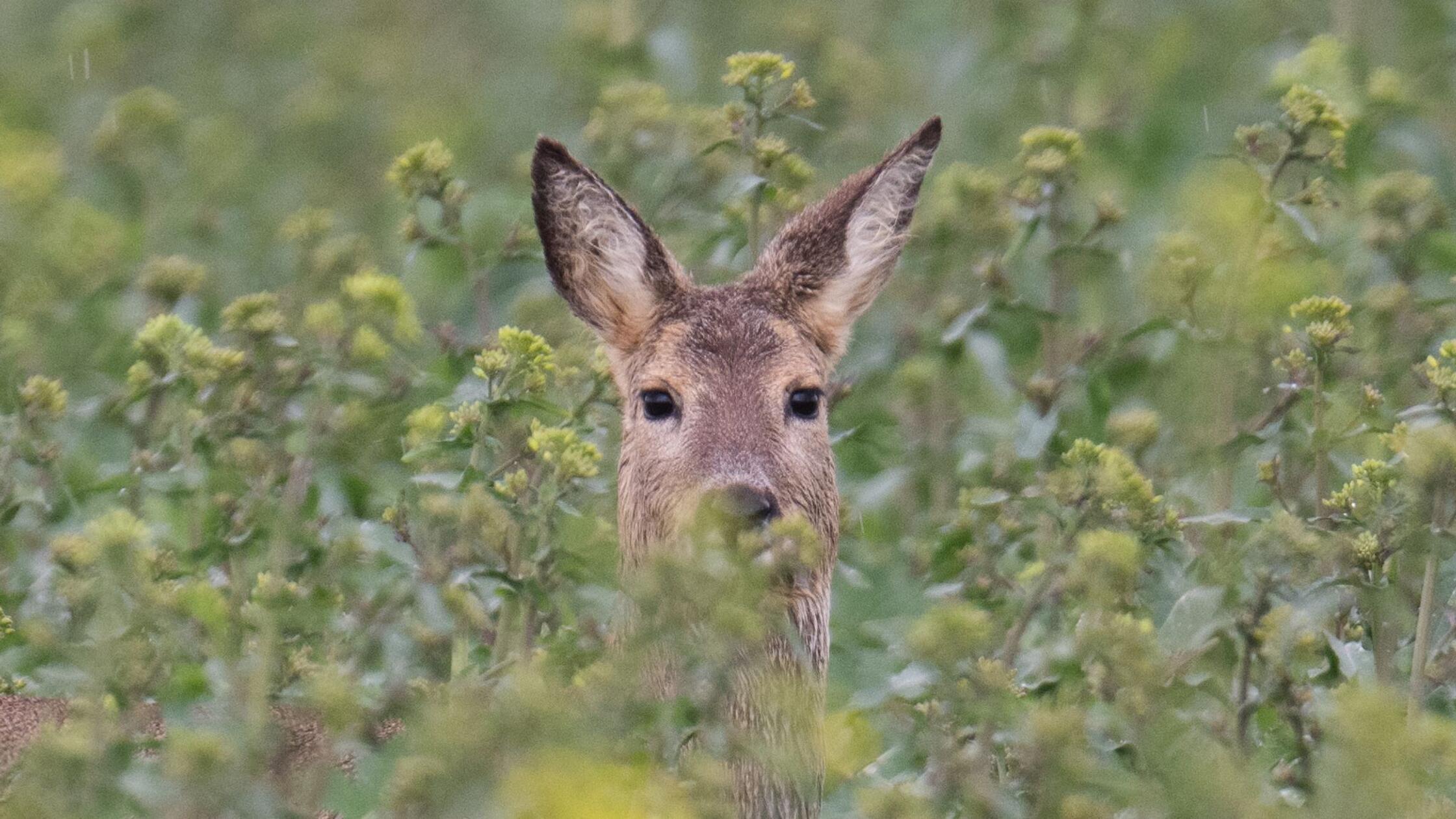 Rehe fressen Grabschmuck ab