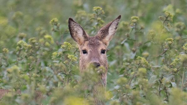 Rehe fressen Grabschmuck ab