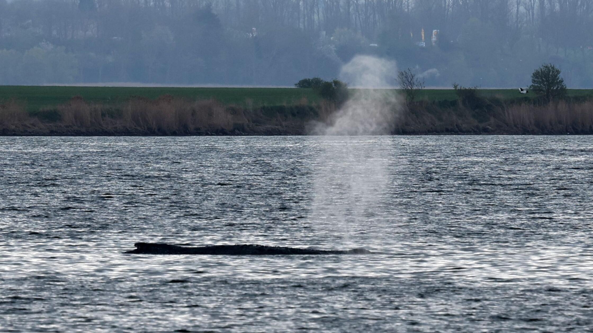18.04.2026, Mecklenburg-Vorpommern, Kirchdorf: Der