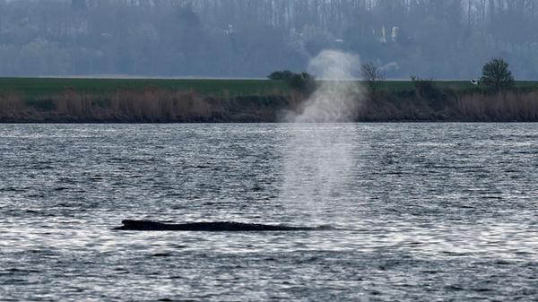 18.04.2026, Mecklenburg-Vorpommern, Kirchdorf: Der