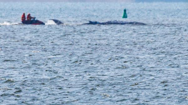 Der Buckelwal vor der Insel Poel ist frei geschwom
