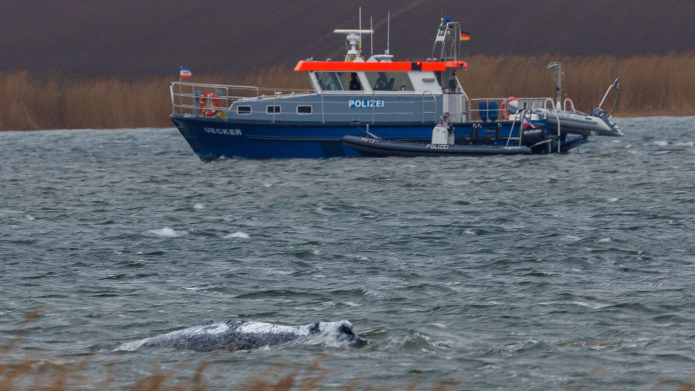 Der Buckelwal vor der Insel Poel schwamm zeitweise