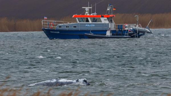 Der Buckelwal vor der Insel Poel schwamm zeitweise
